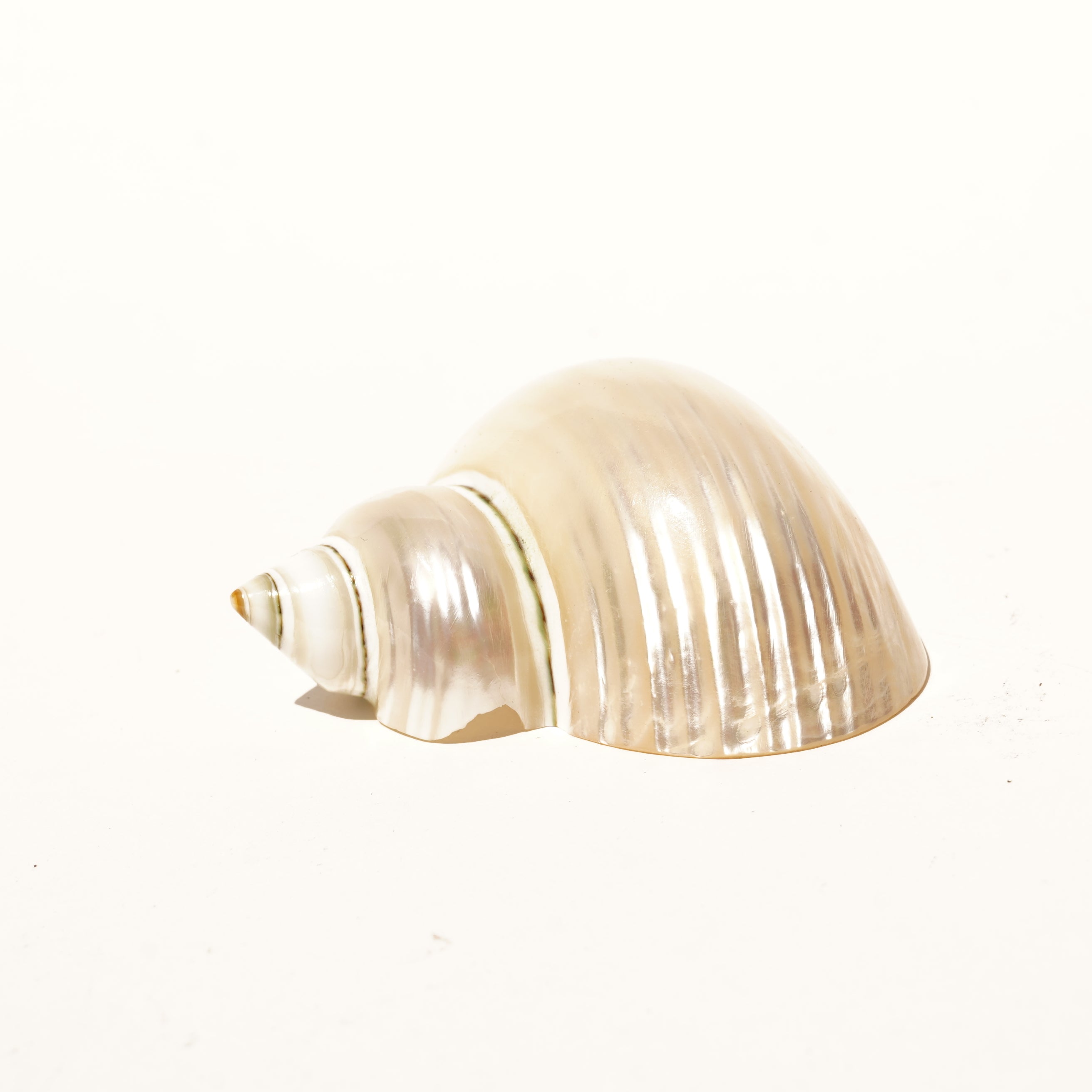 Seashell Napkin Holder Set