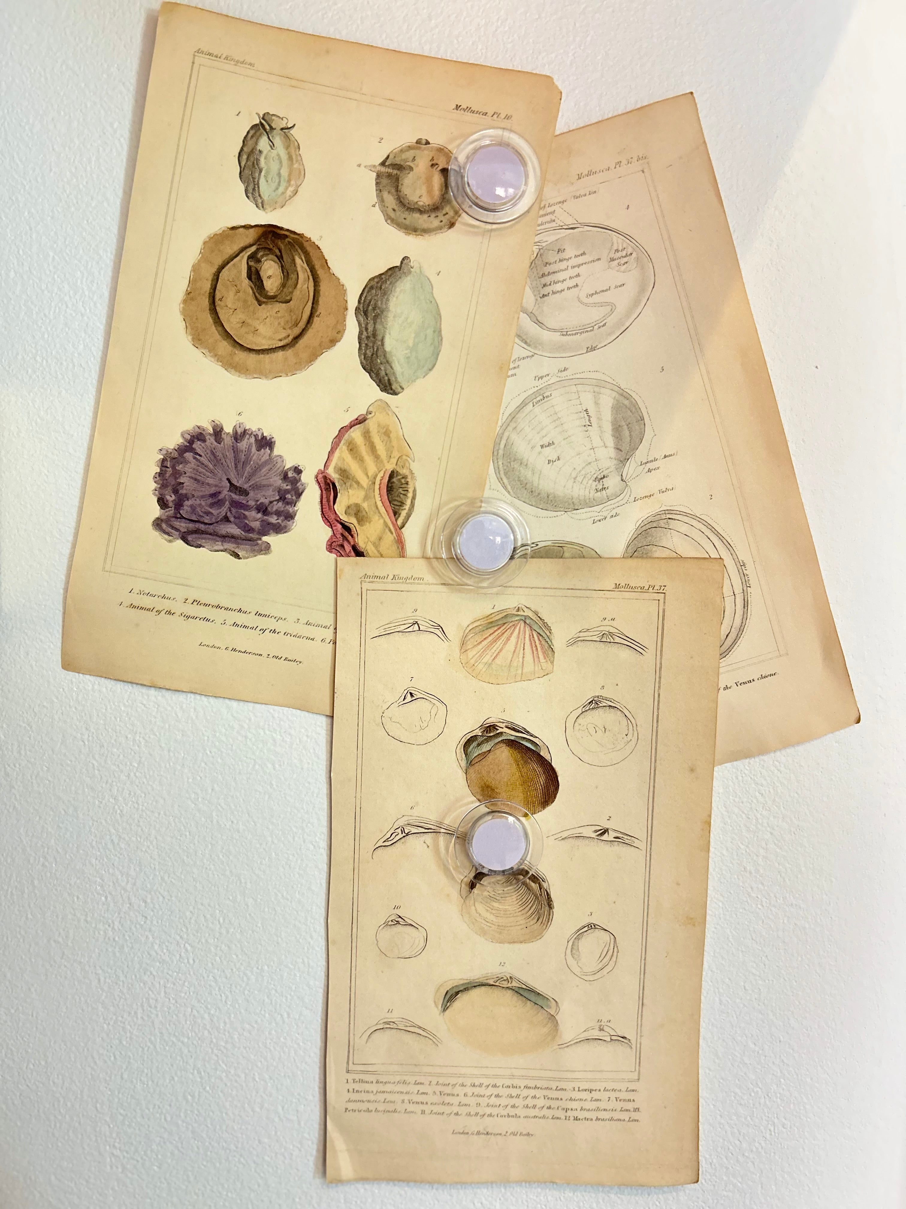 1800's Seashell Science Sketch